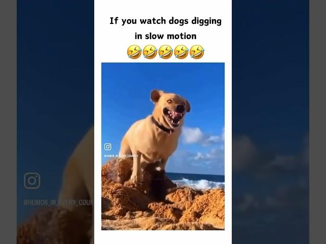 Dogs funny