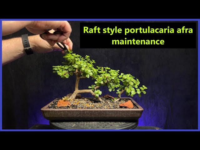 Raft style portulacaria afra bonsai maintenance/ dwarf jade #bonsai #elephantbush