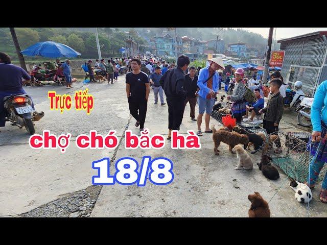 Trực tiếp chợ chó bắc hà ngày 18/8 đủ 500 view mua hộ miễn phí #BacHaTV/ Chợ chó bắc hà