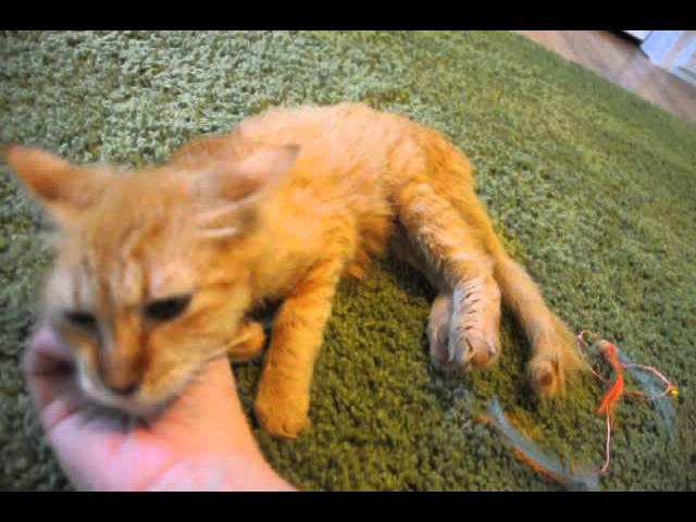 1 YEAR OLD CAT CONFINED TO BIRD CAGE ENTIRE LIFE GETS RESCUED