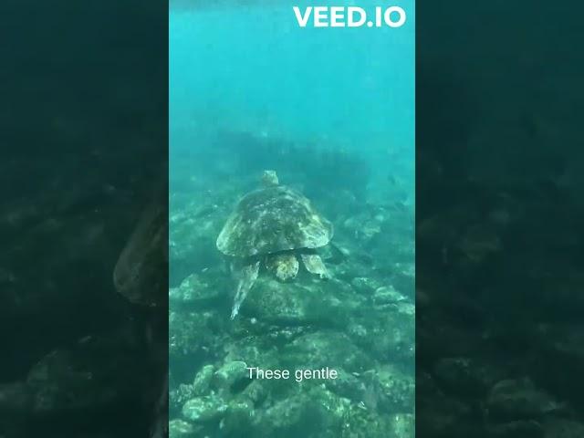 Eternal Navigators: The Enigmatic World of Sea Turtles