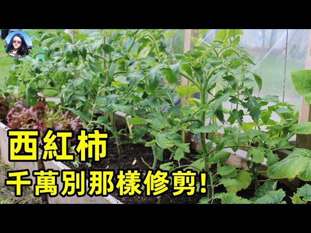 Never Prune tomato like that! 番茄产量翻20倍修剪法！