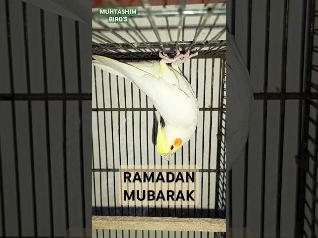COCKTAIL FROM MUHTASHIM BIRD'S #shorts #short #supportmychannel #like #mahshallah #shortvideo #subs