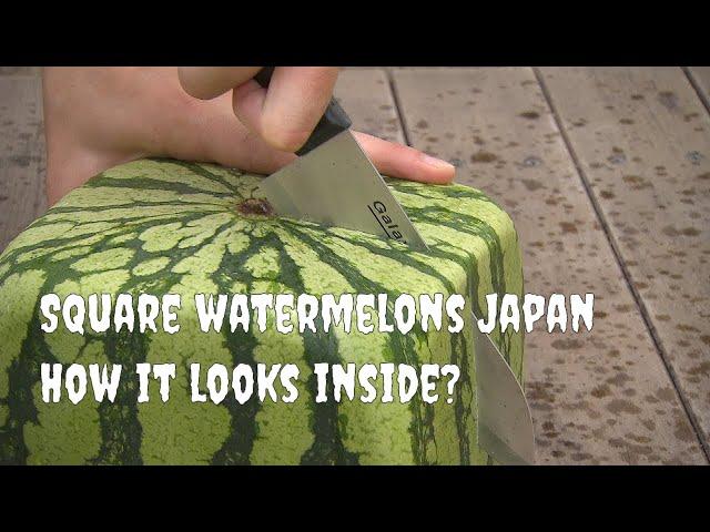 Square watermelons Japan. How it looks inside? English version.