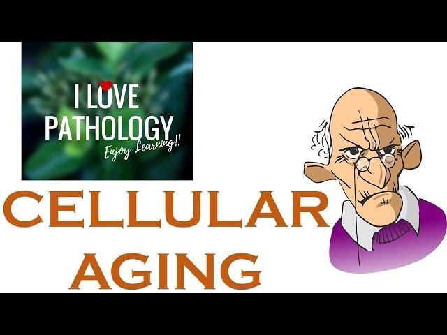 CELLULAR AGING: Telomeres & Telomerase,  Sirtuins.