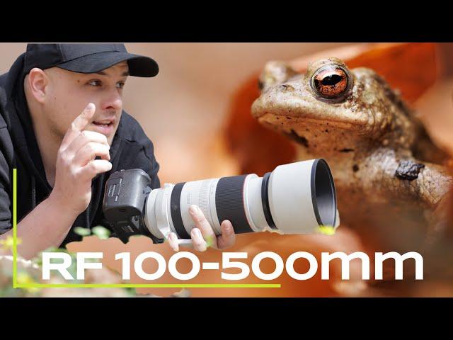 Canon Rf 100-500mm L IS USM - Mein Umstieg auf das spiegellose RF-System