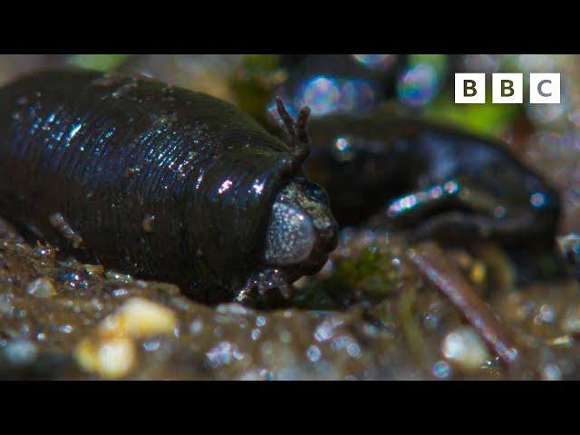 TERRIFYING toad massacre 🫣 | Wild Isles  - BBC