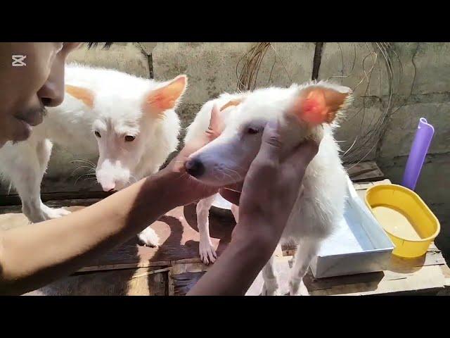 Paw-Bath Time || Puppy Loves