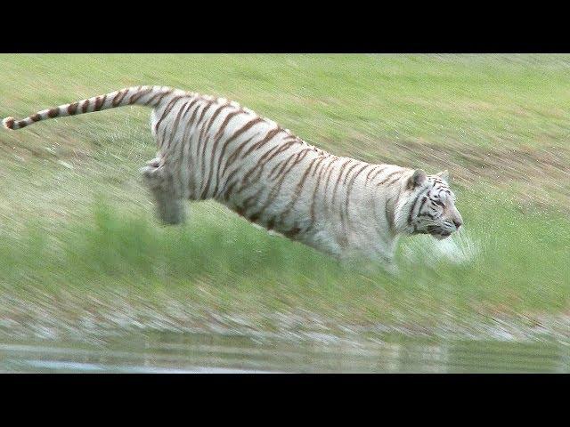 White Tiger Loves to Swim!