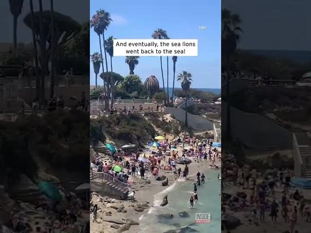 Sea Lions Chase People Off Beach #shorts