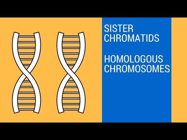 Sister chromatids and Homologous Chromosomes