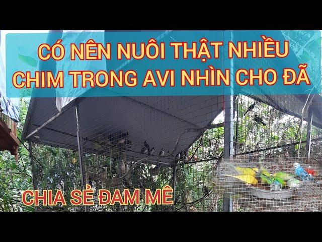 avi nuôi chim, có nên nuôi nhiều chim trong avi không