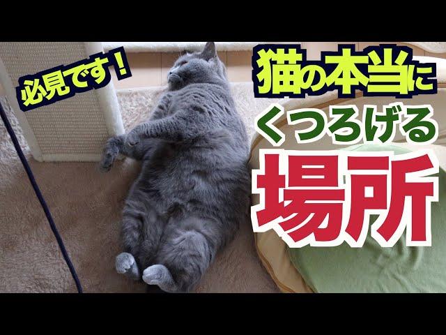 【猫が大好きな飼い主さんに見せる】本当にくつろげる場所でのかわいい行動