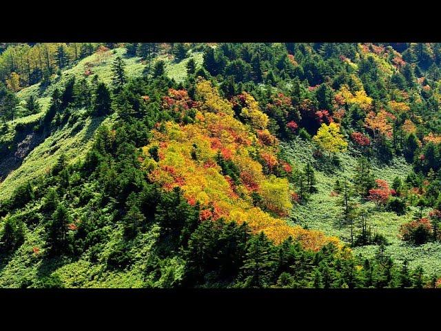 志賀高原の紅葉巡り2024･4k