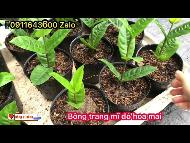 Bán cây giống bông trang MĨ ĐỎ HOA MAI | Shop Hoa Kiểng Kim Trang 0911643600 Zalo