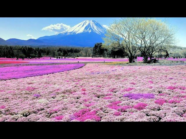 BEAUTY AND GREATNESS OF MOUNTAIN SPECIES !!! PART 7  - КРАСОТА И ВЕЛИЧИЕ ГОРНЫХ ВИДОВ!!! ЧАСТЬ 7.