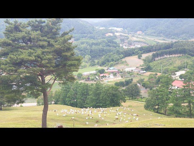 산골풍경푸른 초원의 염소떼들