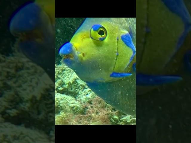 Angelfish eating Sponge #seasponge #underwater #esponja #sponge #queenangelfish #angelfish