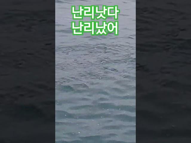 물반 숭어반 #낚시 #바다 #fishing