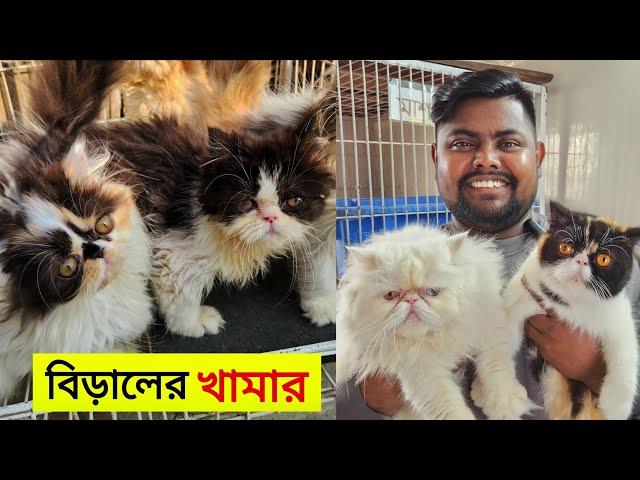 Persian Cat Price In Bangladesh | Cat Price In BD 2024 | আসোল পার্সিয়ান বিরালের দাম জানুন