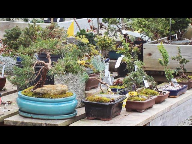 Entry Level Bonsai  & Outdoor Bonsai Plants