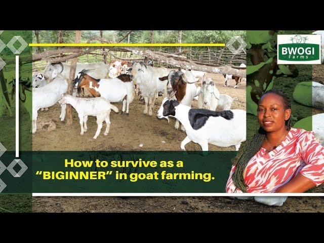 HOW TO MAKE MONEY FROM YOUR GOAT FARM IN YEAR 1