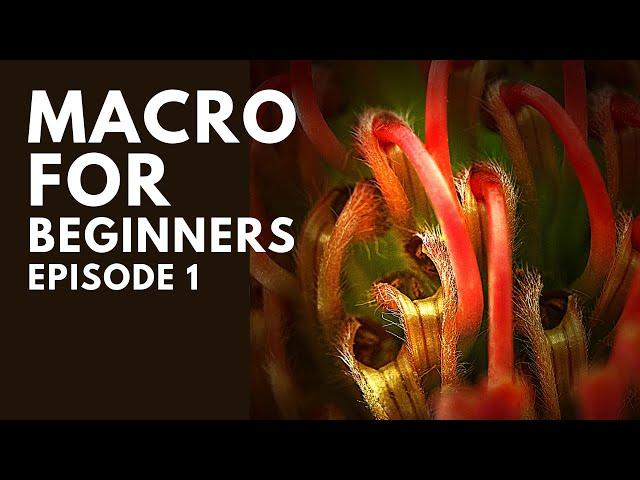 Macro Photography BASICS: Getting Started on Macro Photography