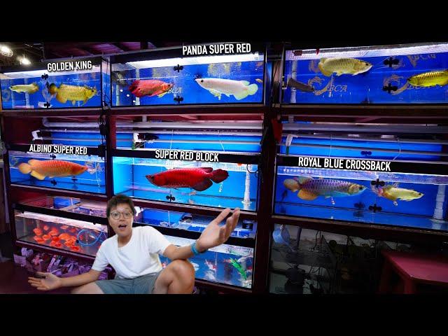 The RAREST & CRAZIEST Asian Arowanas in the World!! Absolutely INSANE LOOKING!