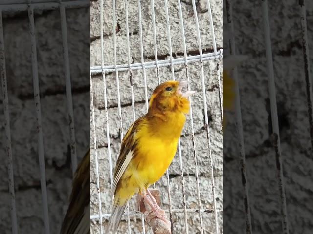 Beautiful Canary Singing for training singing #canarysinging #canarysong #canary #canario #canarias