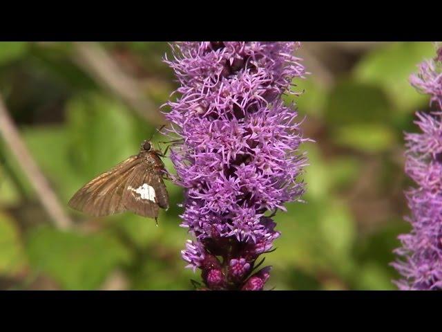 How to Attract Butterflies to Your Garden | At Home With P. Allen Smith