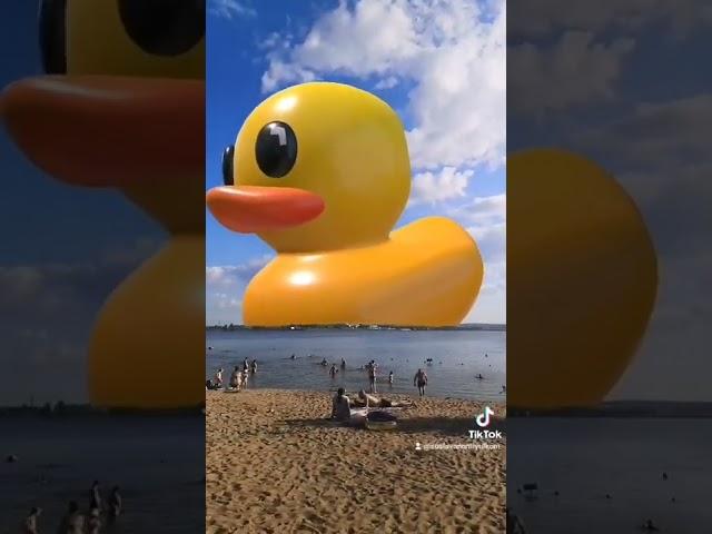 Гигантская утка на озере! #шок #утка #природа #прикол