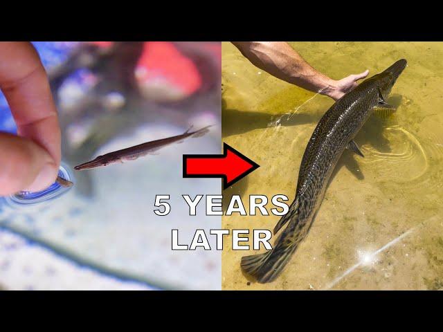 My Pet Alligator Gar:  5 Years Later!