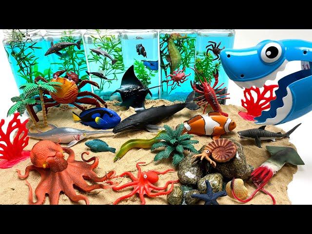 Sea Ocean Diorama For Sea Animals 물병 이용해 바다동물 바다 속 꾸미기 고래 상어 문어 가오리