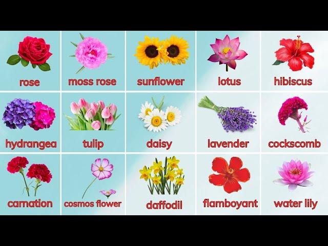 Dạy bé học tiếng Anh tên các loại Hoa (P.1) | Flowers | Oh Vui Kids