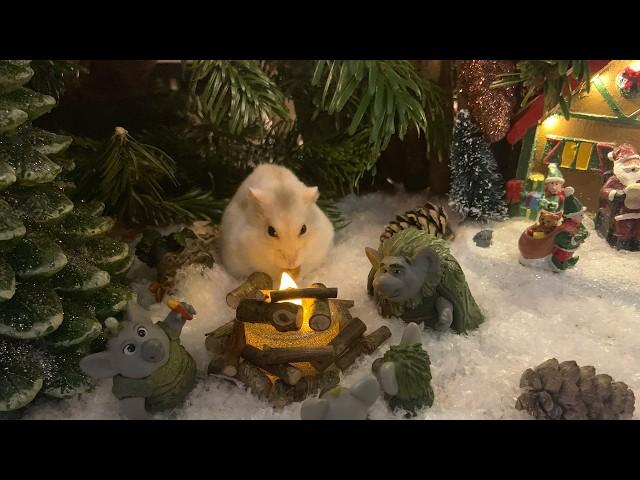 My Hamster's Christmas Adventure !! 