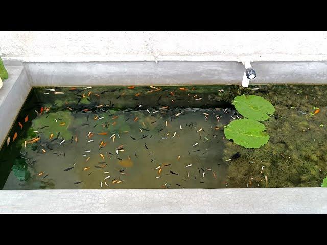 100% Natural fish tank for aquarium fish | Molly fish | Guppy fish