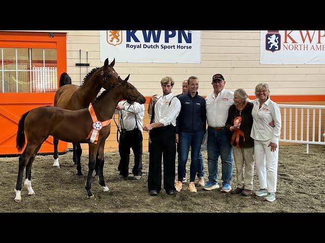 Highlights of the Shooting Star Farm KWPN-NA Inspection- Sept 24, 2024