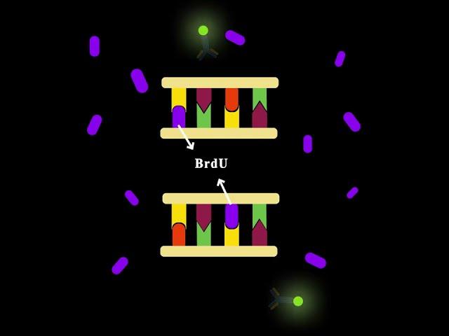 How you can watch cell proliferation in the lab (BrdU assay)? #Shorts