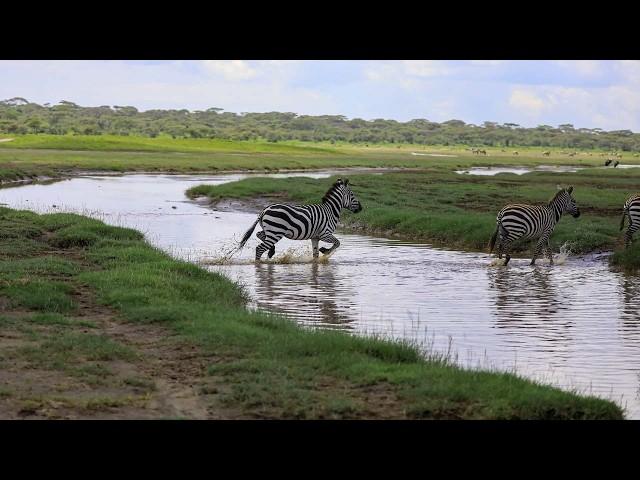 A Virtual Safari Adventure in Arusha National Park