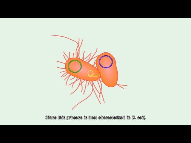 Bacterial conjugation