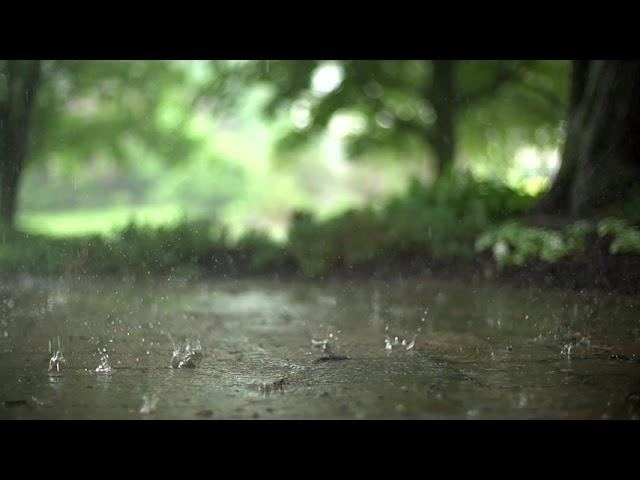 Rain & Thunder Sounds for Better Sleep