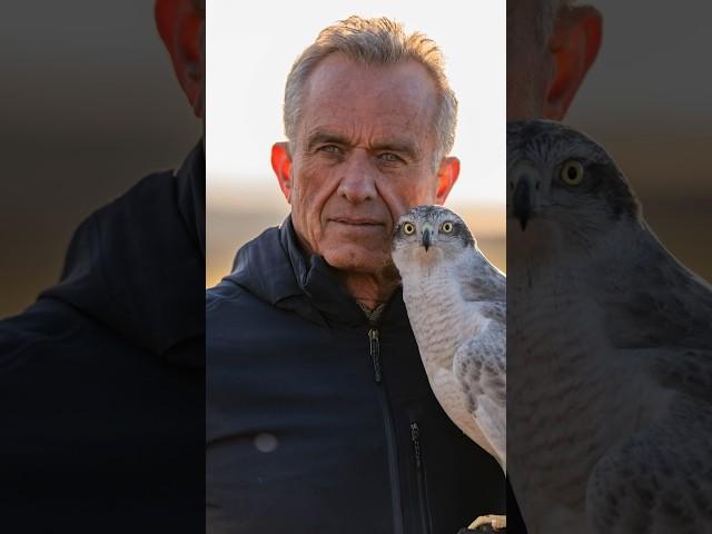 RFK Jr is a falconer! #falconry #birds #goshawk #pheasant #hunting #hunter #robertkennedyjr #rfkjr