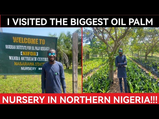 My Trip To The Biggest Oil Palm Nursery In Northern Nigeria | NIFOR Station In Nasarawa State