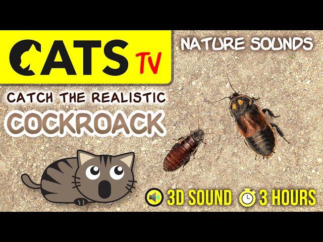 GAME FOR CATS - Realistic cockroach bug [CATS TV] 3 HOURS