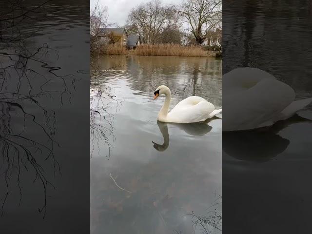 Swan in Barnes Pond London          