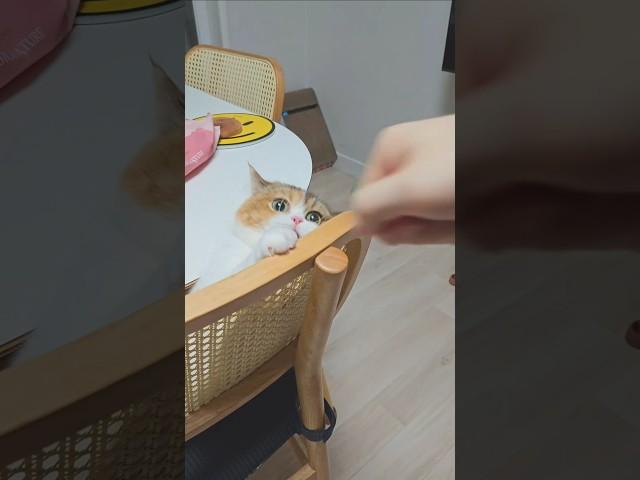 냥냥펀치