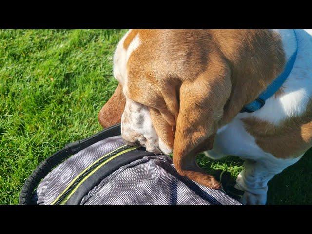 Basset hound helps himself to treats