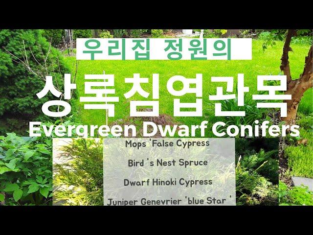 Dwarf Evergreen Conifers In My Garden / 정원의 작은 상록침엽수