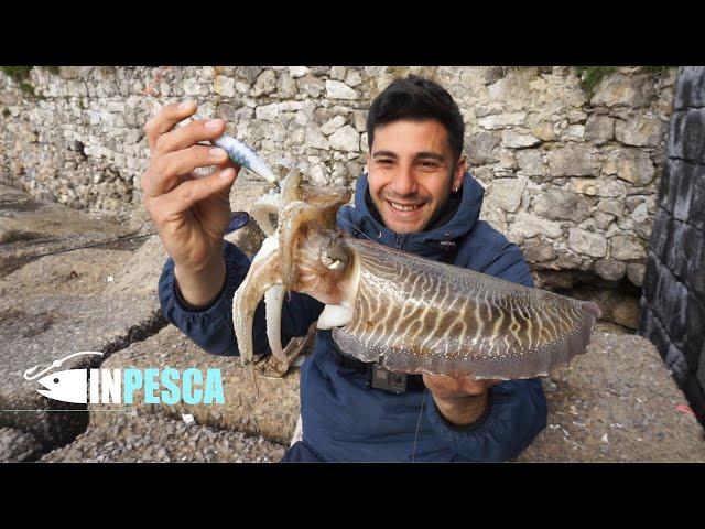 EGING fishing on rocky bottoms | Cuttlefish catches with Catch & Release