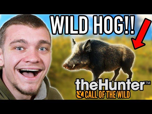 Bow Hunting Wild Hogs!